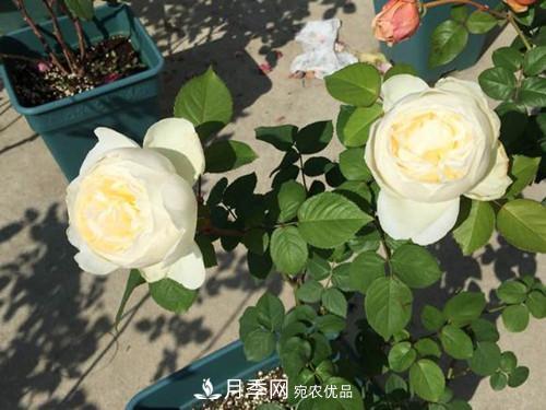 10個品種月季花顏值排行榜，一個比一個驚艷！(圖6)