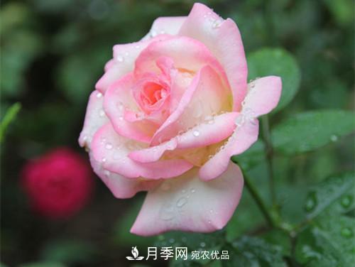 10個品種月季花顏值排行榜，一個比一個驚艷！(圖7)