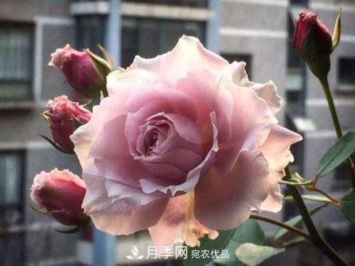 10個品種月季花顏值排行榜，一個比一個驚艷！(圖9)