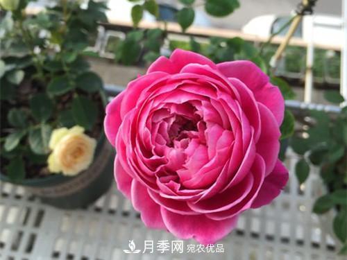 10個品種月季花顏值排行榜，一個比一個驚艷！(圖5)