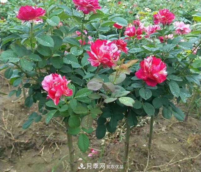 月季花也有壽命你知道嗎？現(xiàn)在告訴你(圖2)