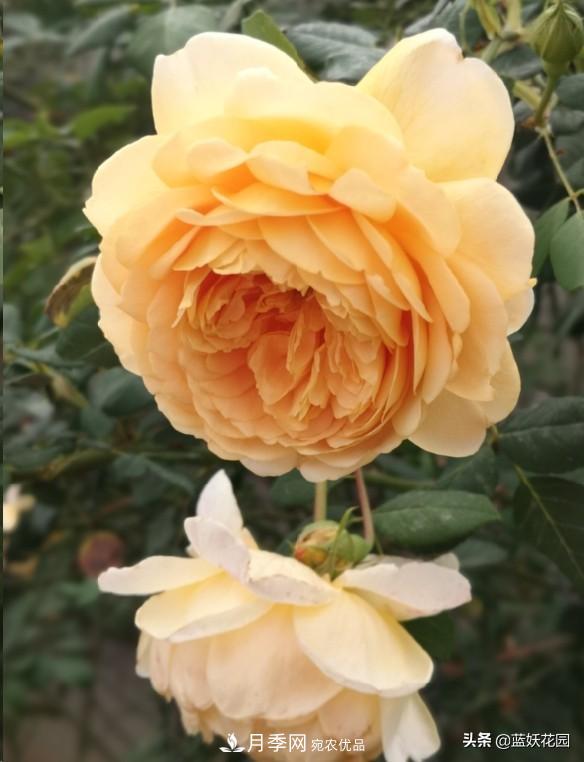 已經(jīng)立秋，月季花可以秋剪了嗎？南北方修剪時間大不同(圖2)