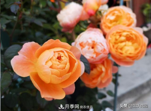 已經(jīng)立秋，月季花可以秋剪了嗎？南北方修剪時間大不同(圖5)