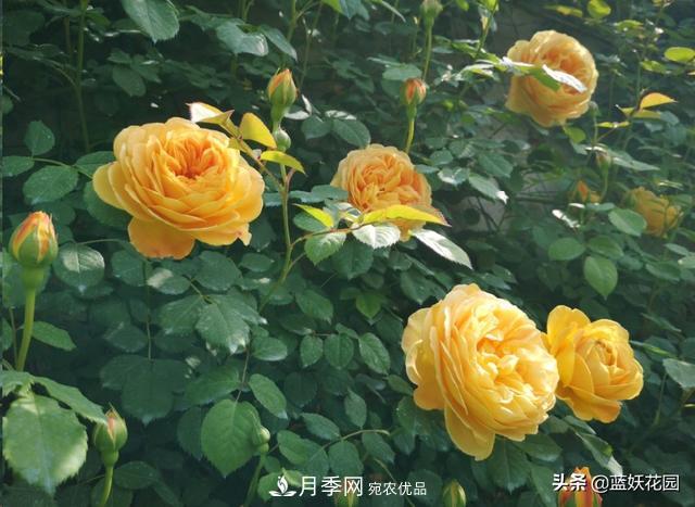已經(jīng)立秋，月季花可以秋剪了嗎？南北方修剪時間大不同(圖6)