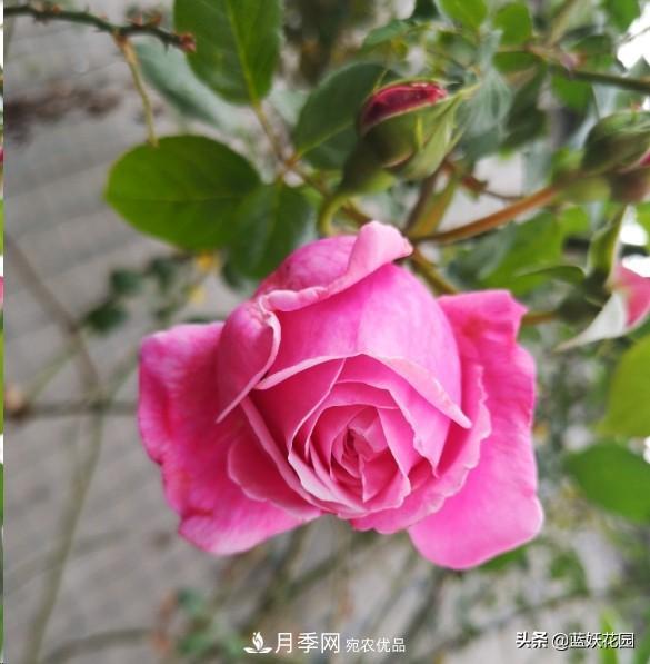 已經(jīng)立秋，月季花可以秋剪了嗎？南北方修剪時間大不同(圖1)