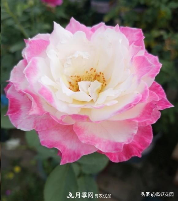 已經(jīng)立秋，月季花可以秋剪了嗎？南北方修剪時間大不同(圖3)