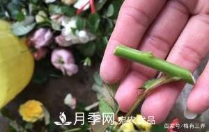 月季扦插專業(yè)知識，讓你少走彎路（圖文版）(圖8)
