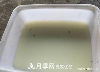 月季扦插專業(yè)知識，讓你少走彎路（圖文版）(圖2)