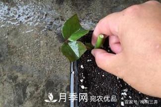 月季扦插專業(yè)知識，讓你少走彎路（圖文版）(圖10)