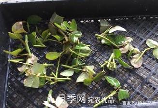 月季扦插專業(yè)知識，讓你少走彎路（圖文版）(圖13)
