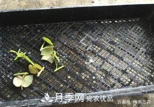 月季扦插專業(yè)知識，讓你少走彎路（圖文版）(圖9)