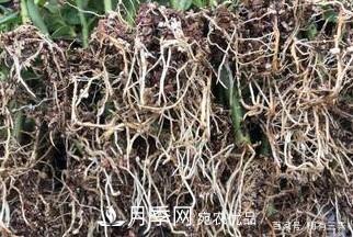 月季扦插專業(yè)知識，讓你少走彎路（圖文版）(圖15)