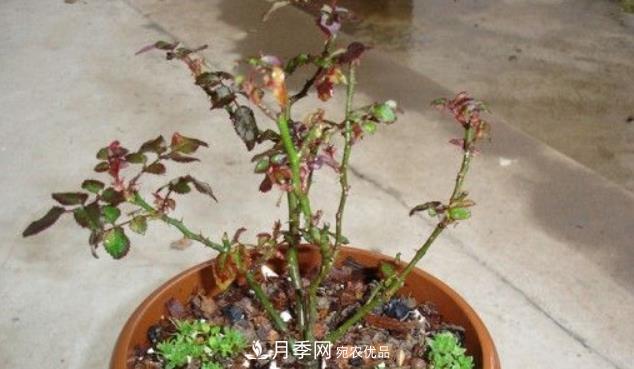 月季花什么時(shí)候修剪？選對(duì)“時(shí)間”，才能花開爆，一直開花(圖4)