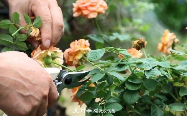 月季花什么時(shí)候修剪？選對(duì)“時(shí)間”，才能花開爆，一直開花(圖1)
