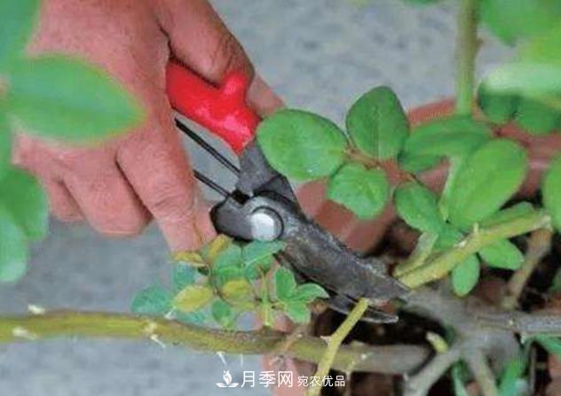 月季花什么時(shí)候修剪？選對(duì)“時(shí)間”，才能花開爆，一直開花(圖2)