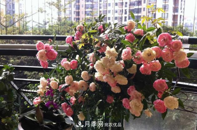 月季花什么時(shí)候修剪？選對(duì)“時(shí)間”，才能花開爆，一直開花(圖3)