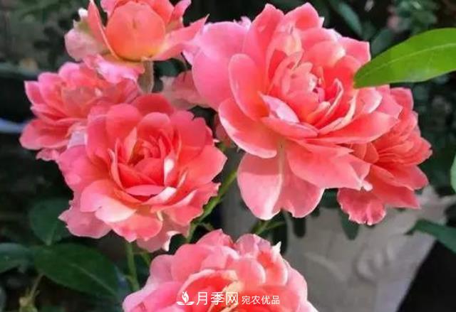 月季花什么時(shí)候修剪？選對(duì)“時(shí)間”，才能花開爆，一直開花(圖5)