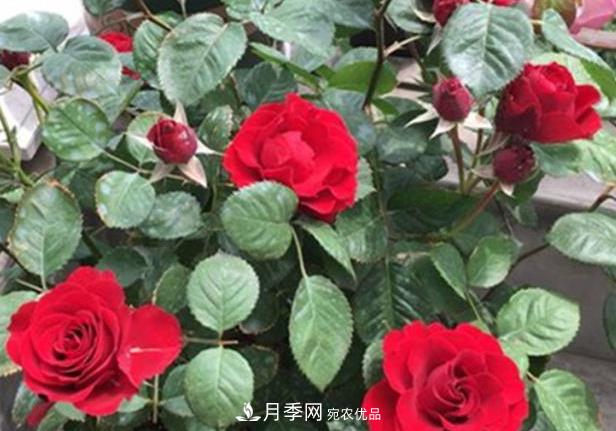 新手養(yǎng)月季須知的“四大點”，熟練掌握，才能輕松養(yǎng)爆盆(圖1)