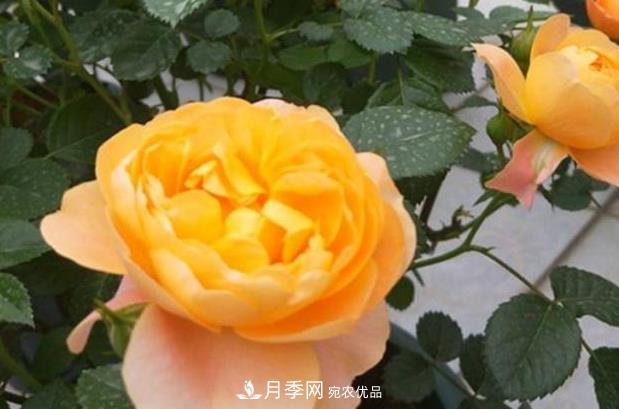 新手養(yǎng)月季須知的“四大點”，熟練掌握，才能輕松養(yǎng)爆盆(圖3)