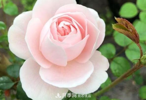 新手養(yǎng)月季須知的“四大點”，熟練掌握，才能輕松養(yǎng)爆盆(圖2)