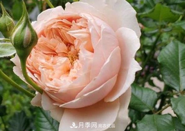新手養(yǎng)月季須知的“四大點”，熟練掌握，才能輕松養(yǎng)爆盆(圖4)