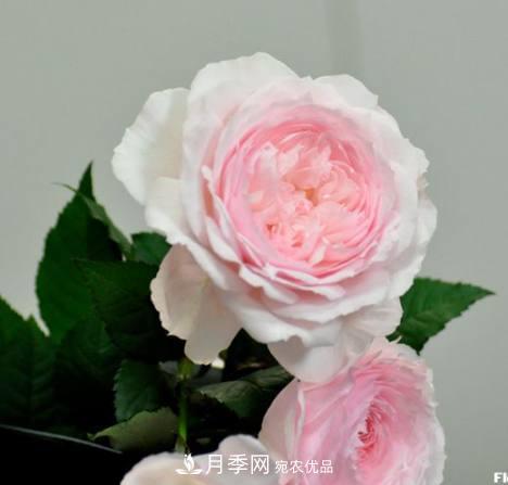 月季品種這么多，就屬這7種香味***好聞(圖4)