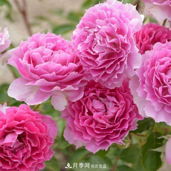 月季品種這么多，就屬這7種香味***好聞(圖6)