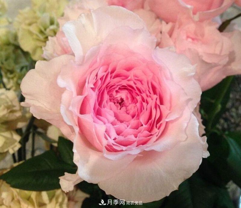月季品種這么多，就屬這7種香味***好聞(圖2)