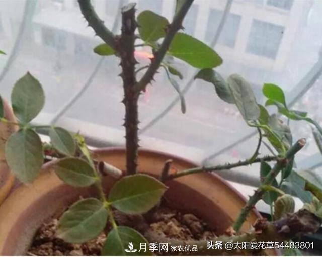 如何避免月季一換盆土就死呢？(圖3)