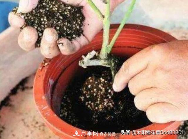 如何避免月季一換盆土就死呢？(圖6)