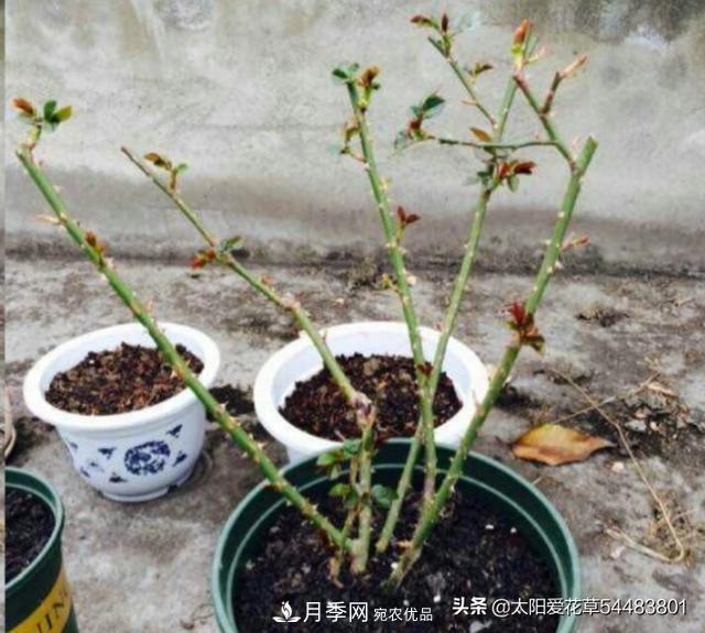 如何避免月季一換盆土就死呢？(圖5)