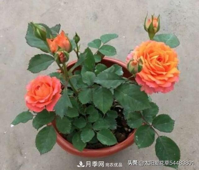如何避免月季一換盆土就死呢？(圖8)