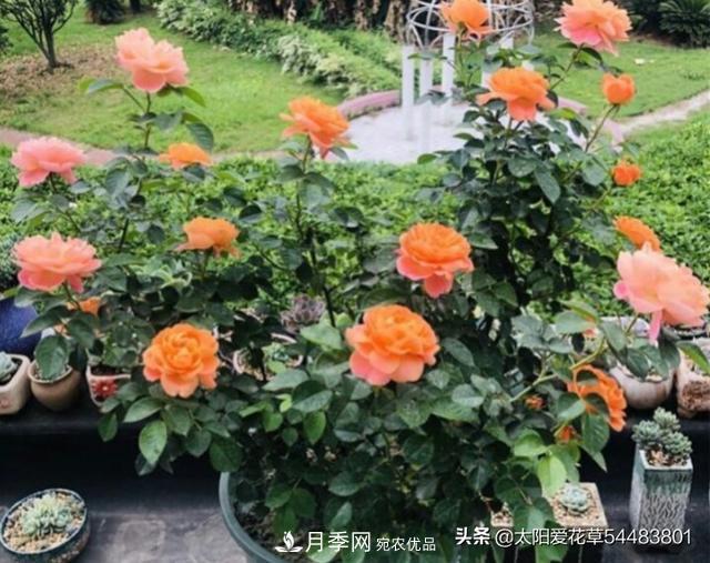如何避免月季一換盆土就死呢？(圖2)
