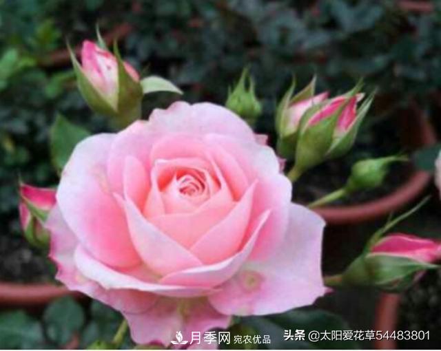 如何避免月季一換盆土就死呢？(圖1)