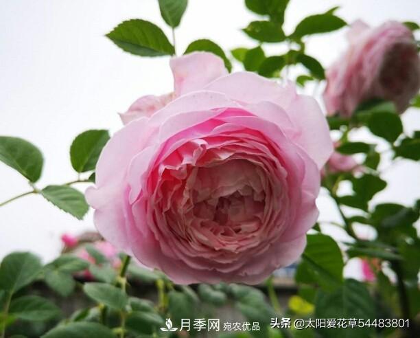 如何避免月季一換盆土就死呢？(圖7)
