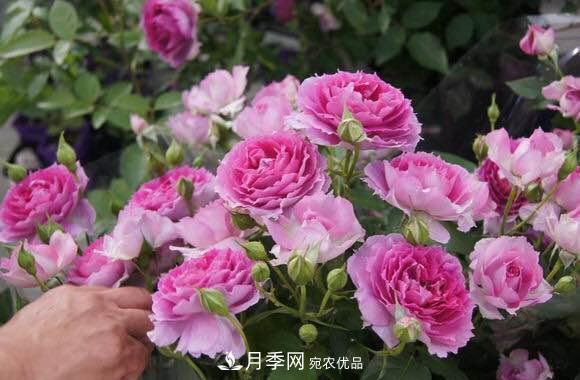 月季中的優(yōu)良品種，天方夜譚，花大量多香味濃，種上就能活！(圖1)
