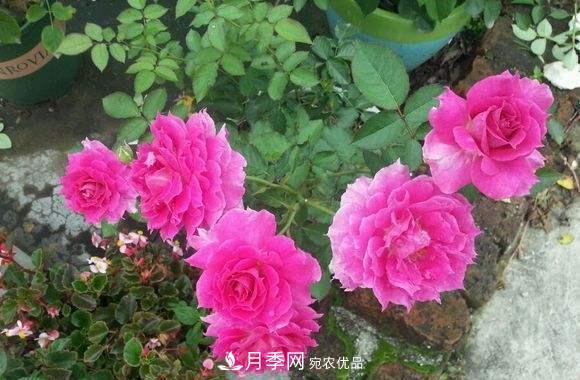 月季中的優(yōu)良品種，天方夜譚，花大量多香味濃，種上就能活！(圖3)