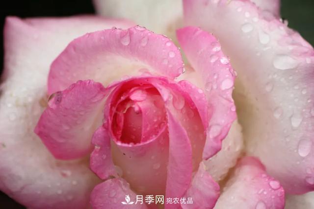 月季養(yǎng)護(hù)知識(shí)：這樣養(yǎng)出的月季花，花大色艷，枝繁葉茂(圖1)
