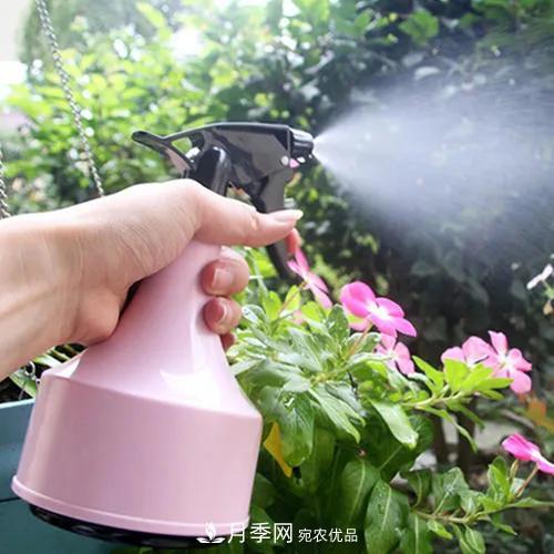 月季養(yǎng)護(hù)知識(shí)：這樣養(yǎng)出的月季花，花大色艷，枝繁葉茂(圖3)