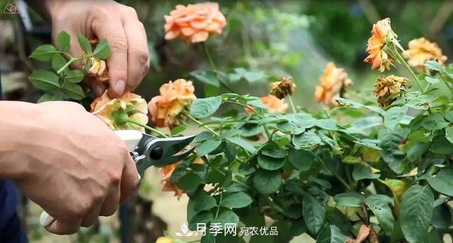 月季養(yǎng)護(hù)知識(shí)：這樣養(yǎng)出的月季花，花大色艷，枝繁葉茂(圖5)
