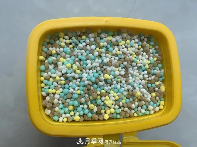 月季養(yǎng)護(hù)知識(shí)：這樣養(yǎng)出的月季花，花大色艷，枝繁葉茂(圖4)