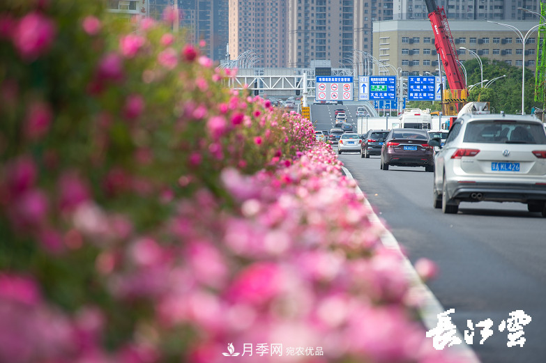 百萬(wàn)月季集中綻放 “5朵金花”將齊放國(guó)慶 扮靚江城武漢(圖1)