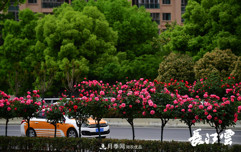 百萬(wàn)月季集中綻放 “5朵金花”將齊放國(guó)慶 扮靚江城武漢(圖2)