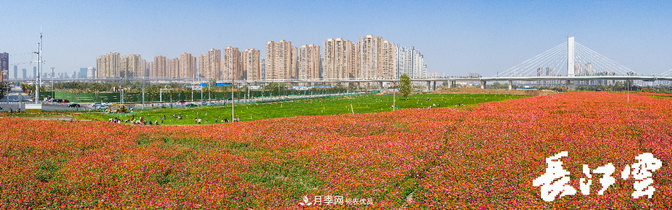 百萬(wàn)月季集中綻放 “5朵金花”將齊放國(guó)慶 扮靚江城武漢(圖4)