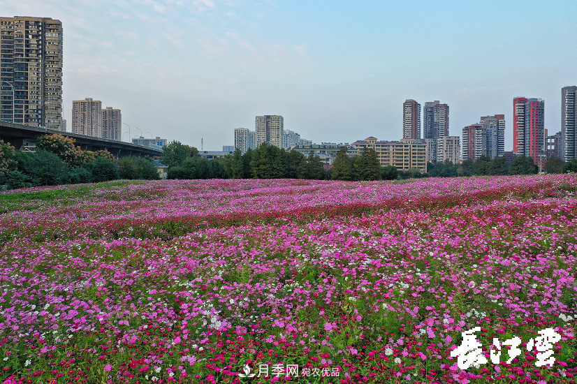 百萬(wàn)月季集中綻放 “5朵金花”將齊放國(guó)慶 扮靚江城武漢(圖5)