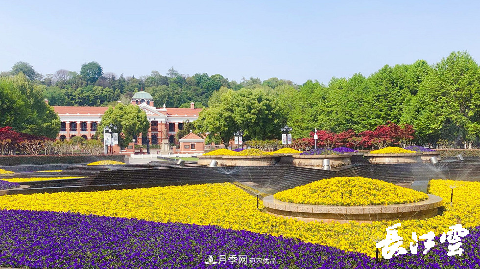 百萬(wàn)月季集中綻放 “5朵金花”將齊放國(guó)慶 扮靚江城武漢(圖7)