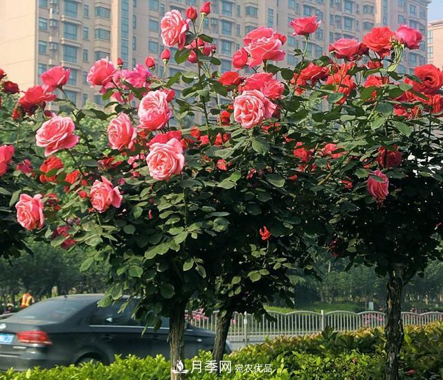 月季廣泛種植應(yīng)用在城市綠化帶，原因是好處多多(圖2)