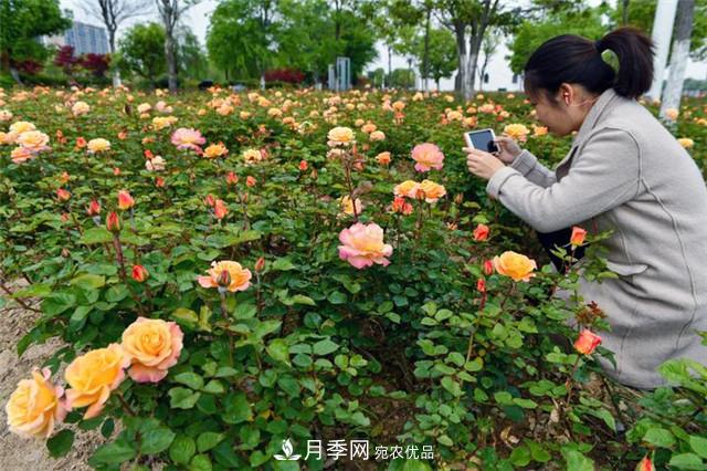 月季廣泛種植應(yīng)用在城市綠化帶，原因是好處多多(圖3)