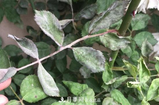 月季葉子上有一層白霜怎么辦？是白粉病嗎(圖2)