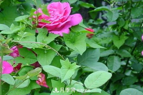 月季葉子上有一層白霜怎么辦？是白粉病嗎(圖3)